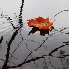 Схема вышивки «Кленовый лист»