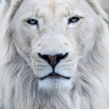 Схема вышивки «Белый лев»