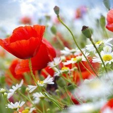 Схема вышивки «Маки»