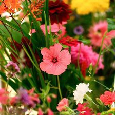 Схема вышивки «Летний букет»