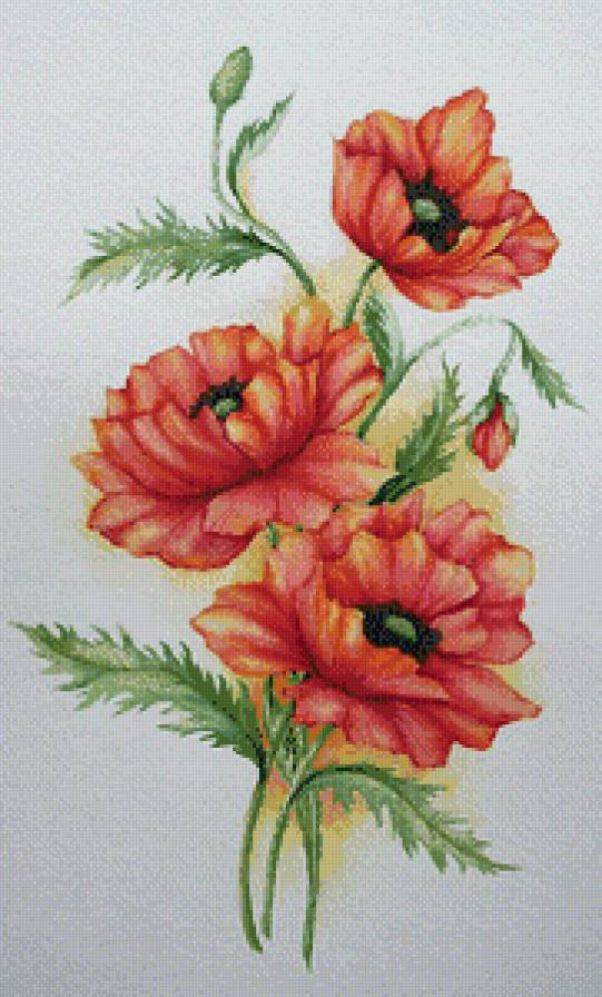 красные маки - предпросмотр