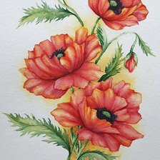 красные маки