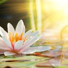 Схема вышивки «Нежный лотос»