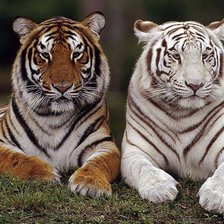 tigres