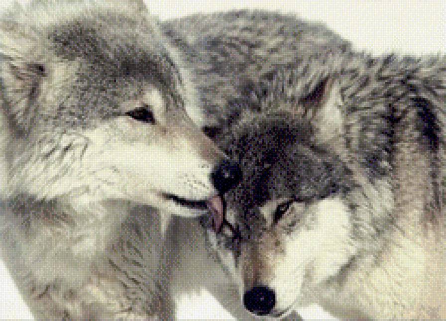 волки - волки, пара, животные - предпросмотр