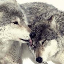 Схема вышивки «волки»