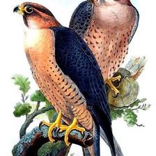 Схема вышивки «хищные красавцы»