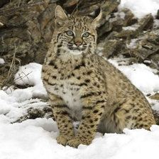 Схема вышивки «Рысь»