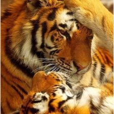 Схема вышивки «Тигр с тигренком»