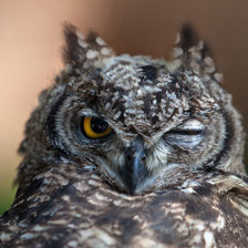 Схема вышивки «сова подмигивающая»