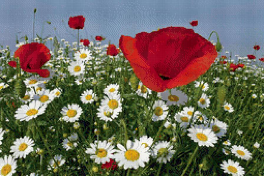 Маки в ромашках - маки, небо, ромашки - предпросмотр