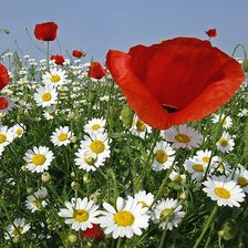 Схема вышивки «Маки в ромашках»