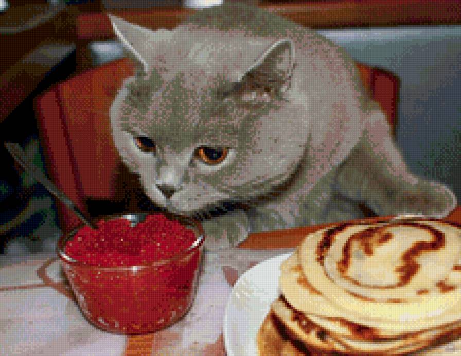 А коту - масленница - икра, кот, блины - предпросмотр