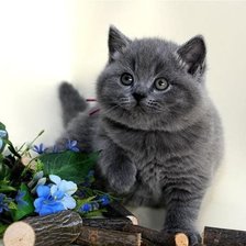 Схема вышивки «Котенок»