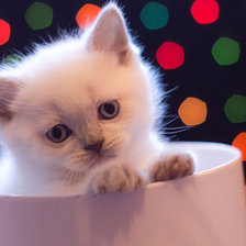 Схема вышивки «Котик в бокале»