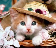 Чудо в шляпе