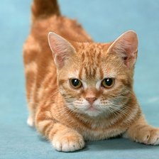 Схема вышивки «Я тигренок - а не киска»