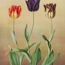 Схема вышивки «Три тюльпана»