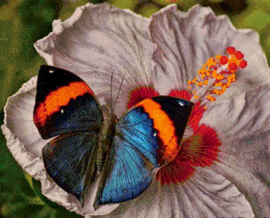 Гармония. Бабочка и гибискус. - бабочка, гибискус, цветок, гармония - предпросмотр