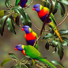 Схема вышивки «Стая попугайчиков.»