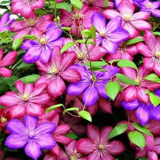 Схема вышивки «Клематисы. Подушка.»