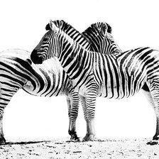 Схема вышивки «Зебры. Под витраж.»