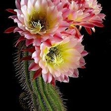 Схема вышивки «кактус»