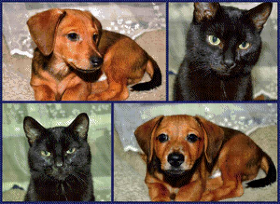 Мои - предпросмотр