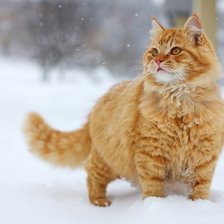 Схема вышивки «рыжий кот»