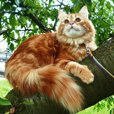 Схема вышивки «Рыжий кот»