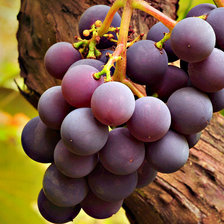 Схема вышивки «Виноград»