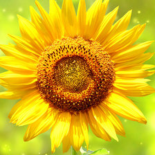 Схема вышивки «Подсолнух»