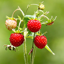 Схема вышивки «Змляника»