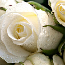 Схема вышивки «Розы»