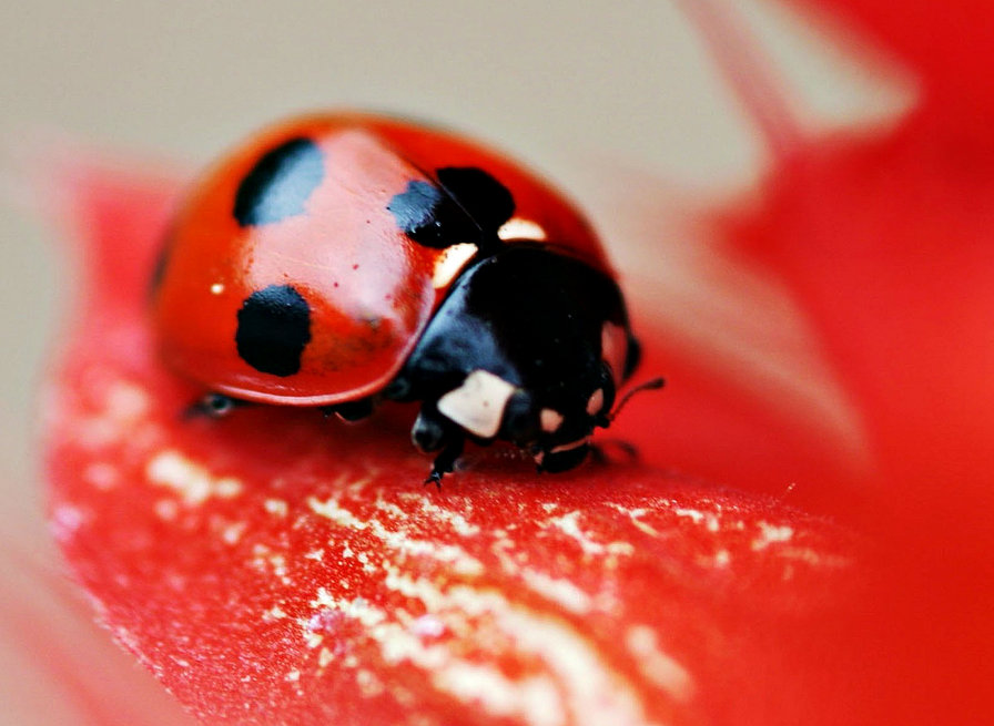 Божья коровка - оригинал