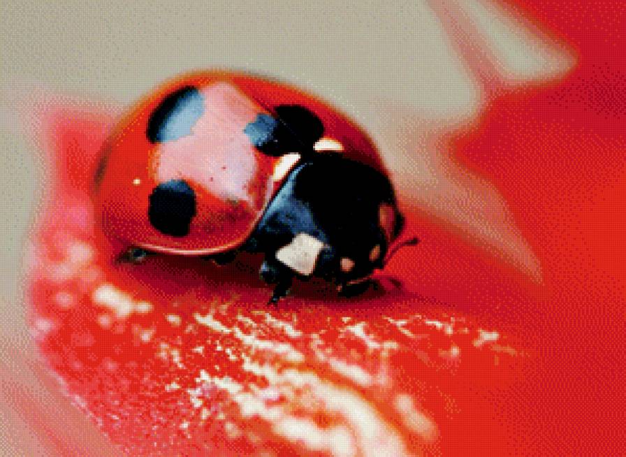 Божья коровка - предпросмотр