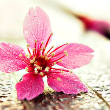 Схема вышивки «Цветок»