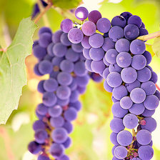 Схема вышивки «Виноград»