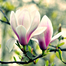 Схема вышивки «Цветок»