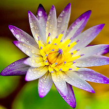 Схема вышивки «Цветок»