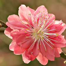 Схема вышивки «Цветок»