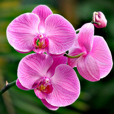 Схема вышивки «Цветок»