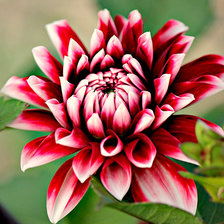 Схема вышивки «Цветок»