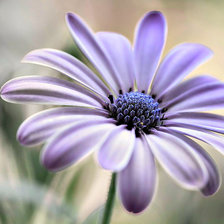 Схема вышивки «Цветок»