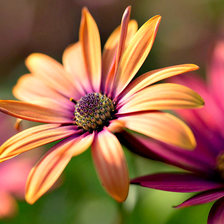 Схема вышивки «Цветок»