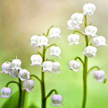 Схема вышивки «Цветок»