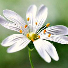 Схема вышивки «Цветок»