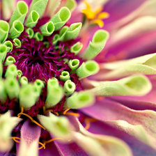 Схема вышивки «Цветок»