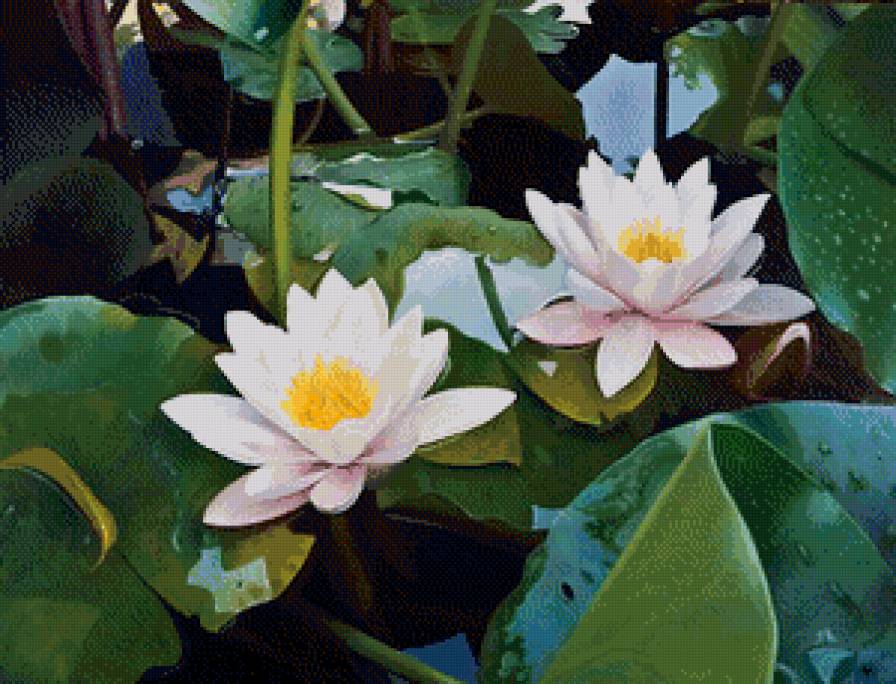 кувшинки - цветы - предпросмотр