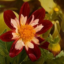 Схема вышивки «аленький цветок»